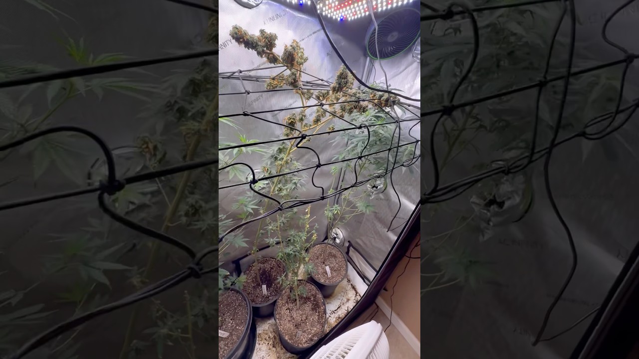 Harvest Day on Mickey Kush💨Pinapple Express 🍍Girl Scout Cookies 🍪