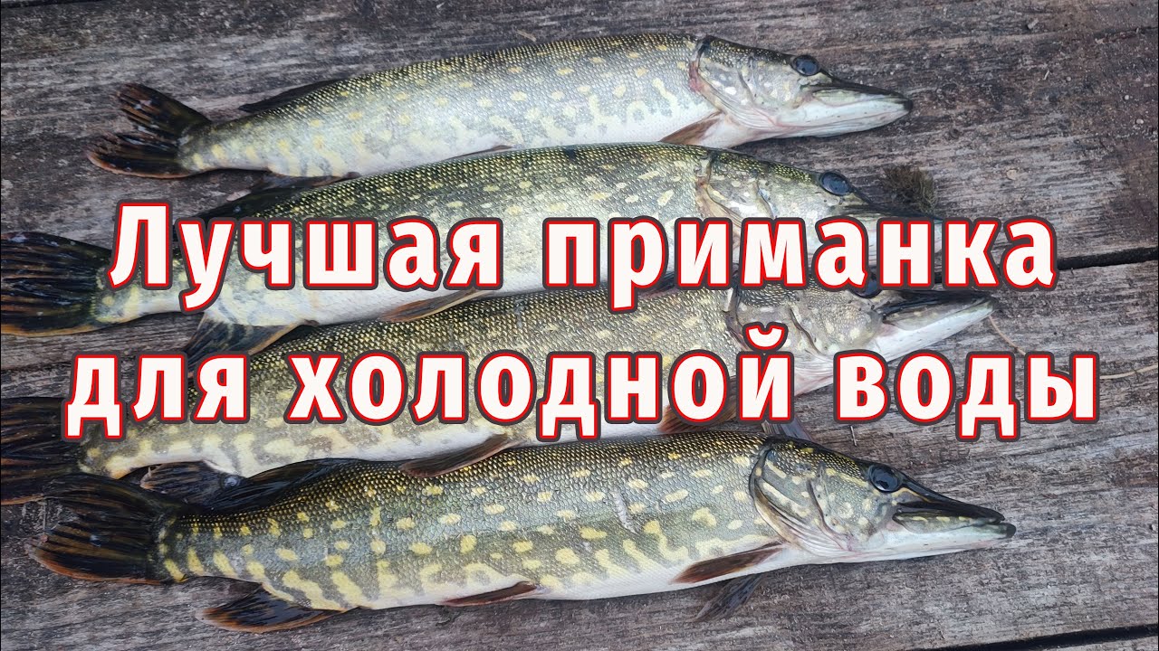 Скоро зима! Как ловить рыбу сейчас? Лучшая приманка на щуку!
