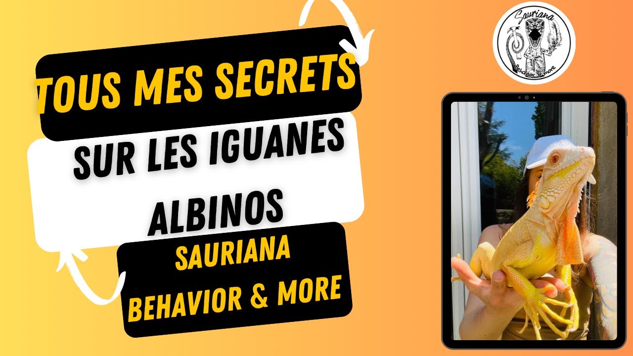Je te donne tous mes secrets sur la maintenance des Iguanes albinos !