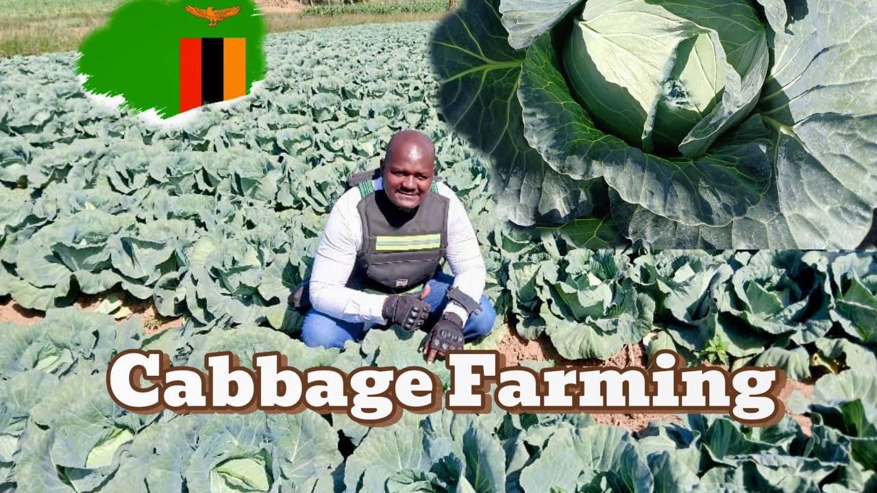 CABBAGE FARMING IN AFRICA 🇿🇲 | How he makes thousands from cabbage farming!