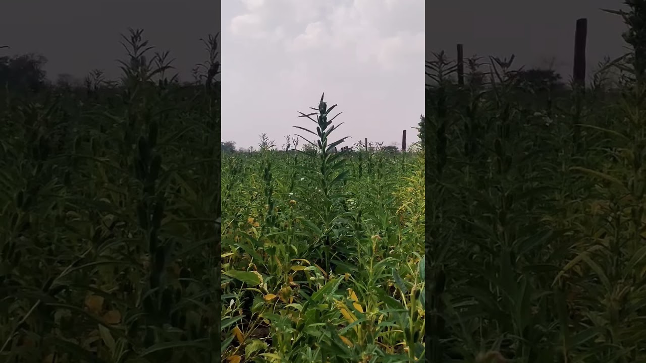 tilhan farm. Oilseed farming in India.