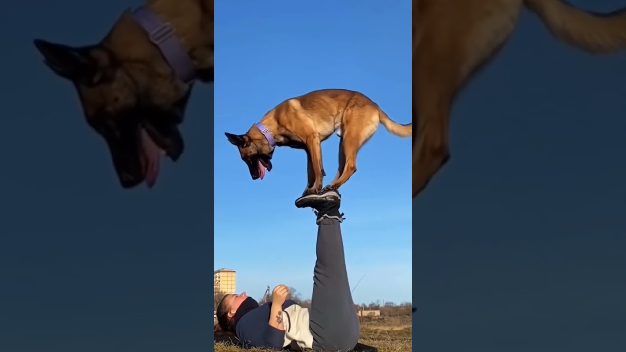 #usa🇺🇸#dogsoftiktok #malinois#k9#k9protection #k9trainer#trending #viralvideo#fyp#k9handler #newyork