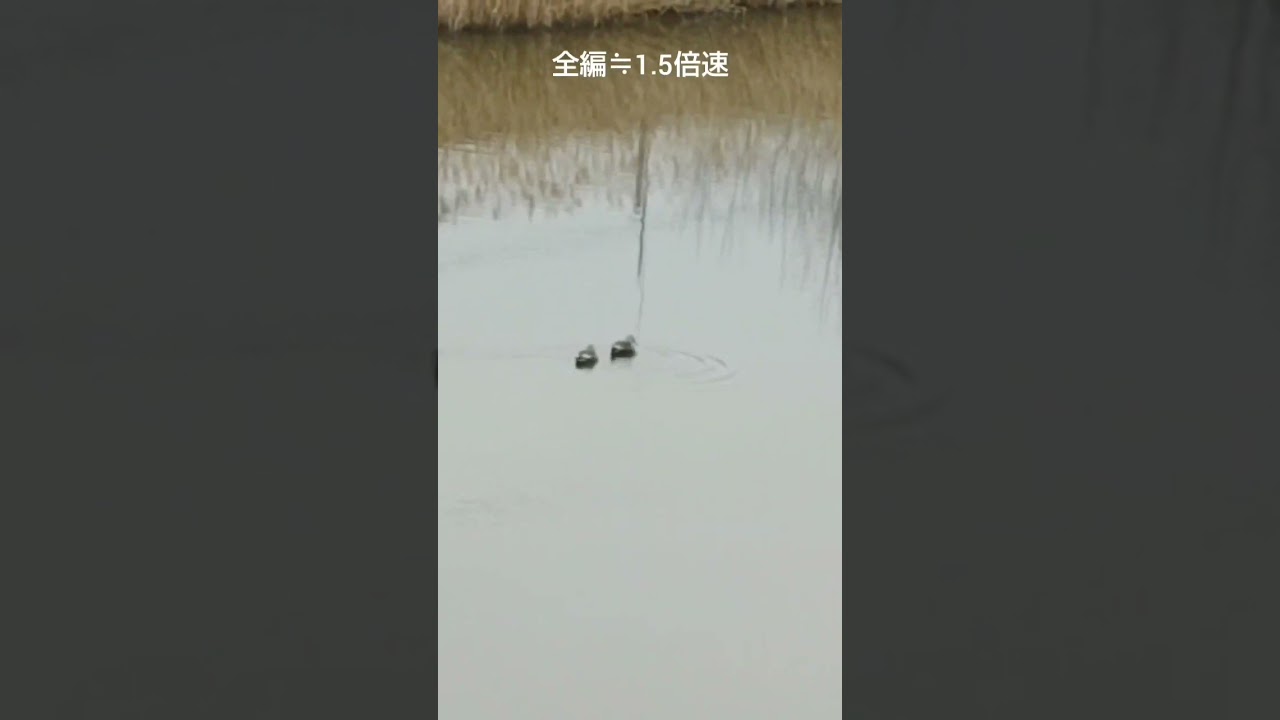 🌫️🦅🧚✝️☦️2/7.26 新地球💫曇空の新次元⚡STUP ALL🐦空間鳥擬態等 元動画の≒倍速編集🌫️ #今日の鳥達と周辺 #mimic #nature #god  #異次元 #空間擬態