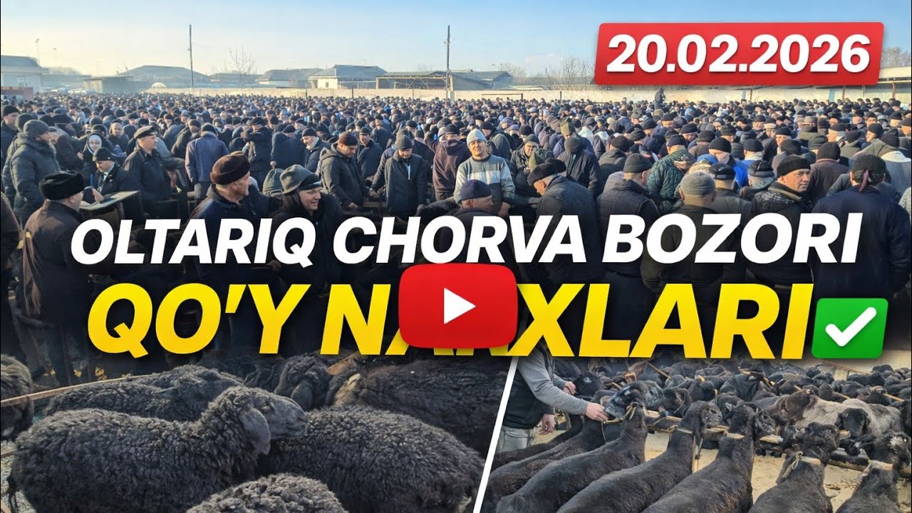 OLTARIQ CHORVA BOZORI QOʻY NARXLARI. 20.02.2026