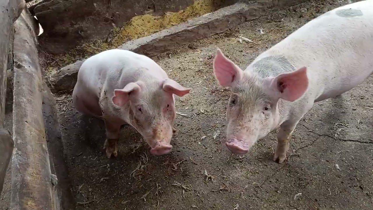Veja como meus porquinhos estão crescendo rápido 