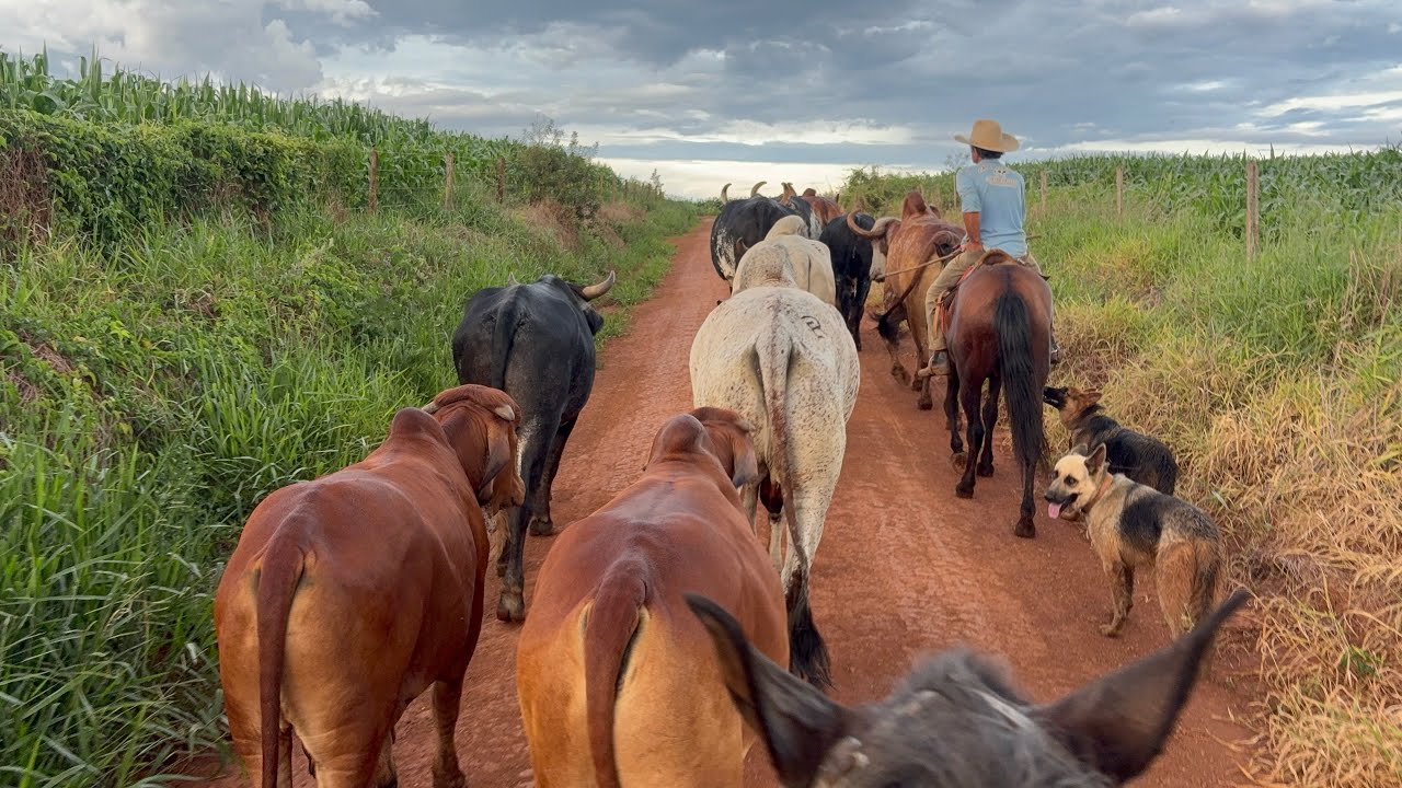 BUSCANDO A BOIADA PRA CARREAR A LENHA!