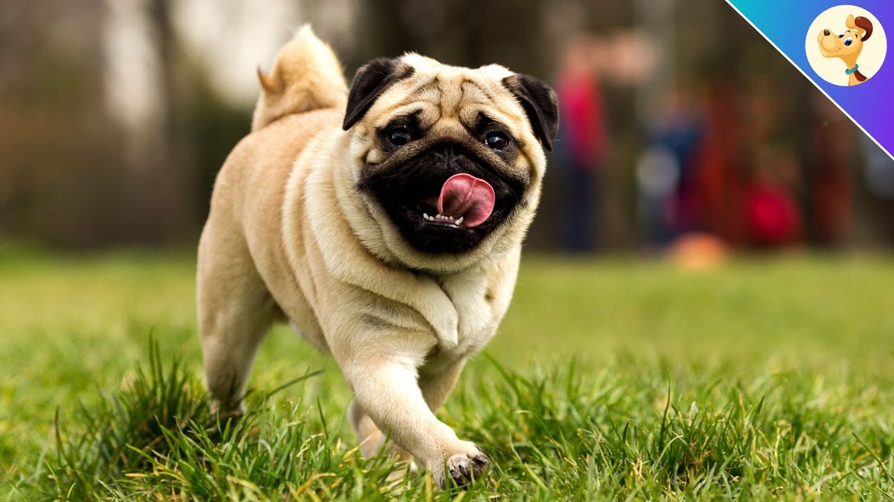 Mops ▶︎ Charakter, Haltung & Pflege ✅