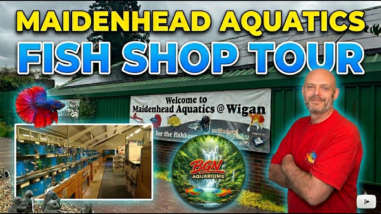 Is Maidenhead Aquatics Wigan The Best Fish Store Aquarium In The North West Of England