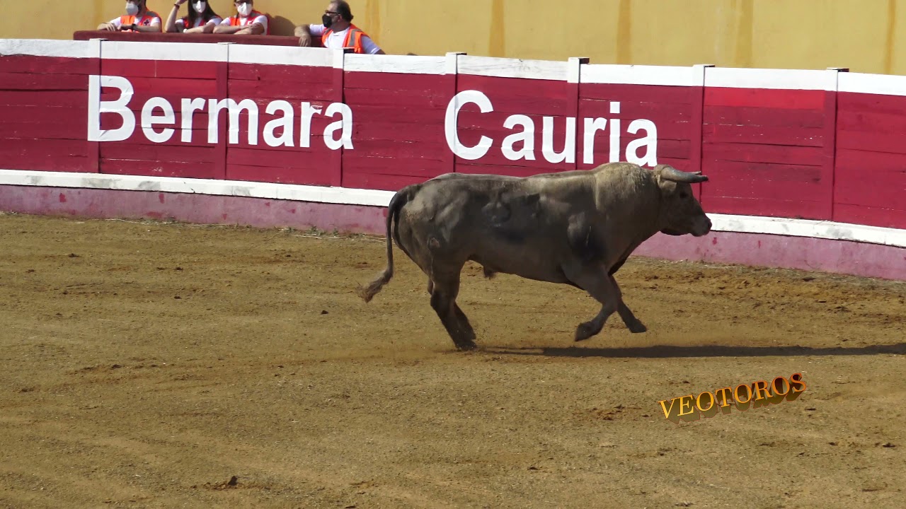 Montehermoso 2021 cortes, Prieto de la Cal