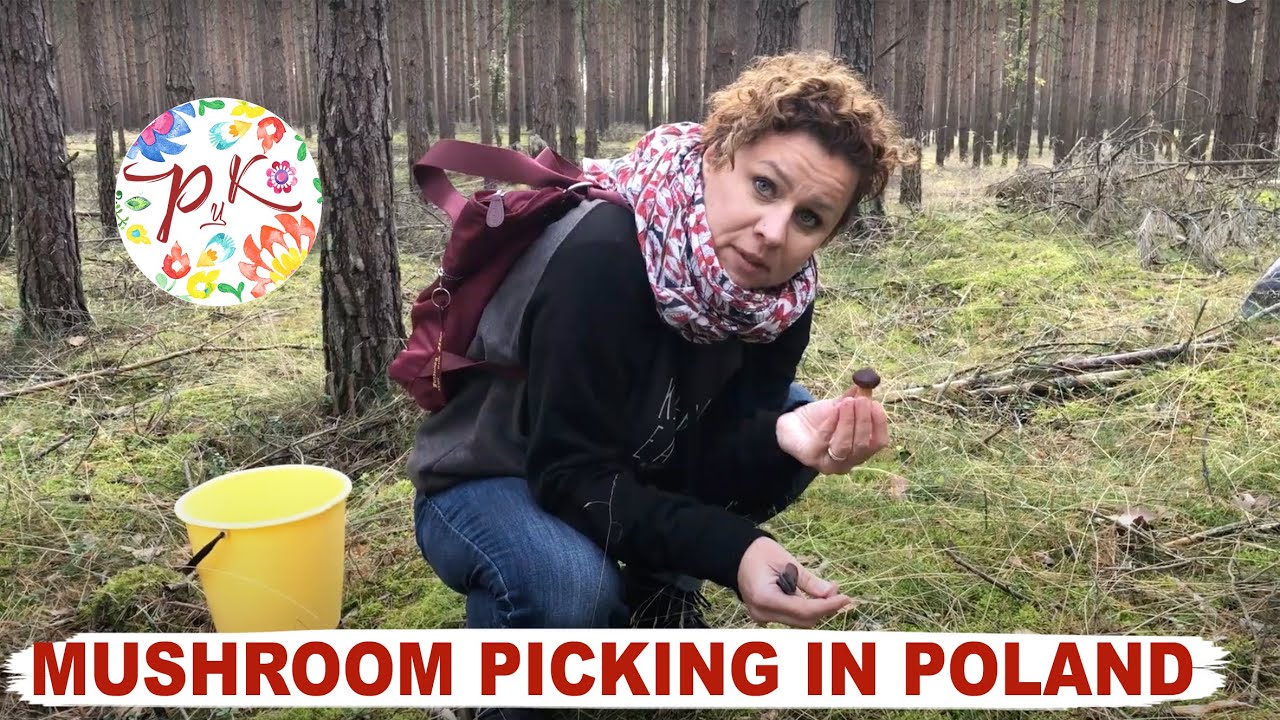 Mushroom picking in Poland, plus a recipe for buckwheat, wild mushroom and smoked cheese tart.