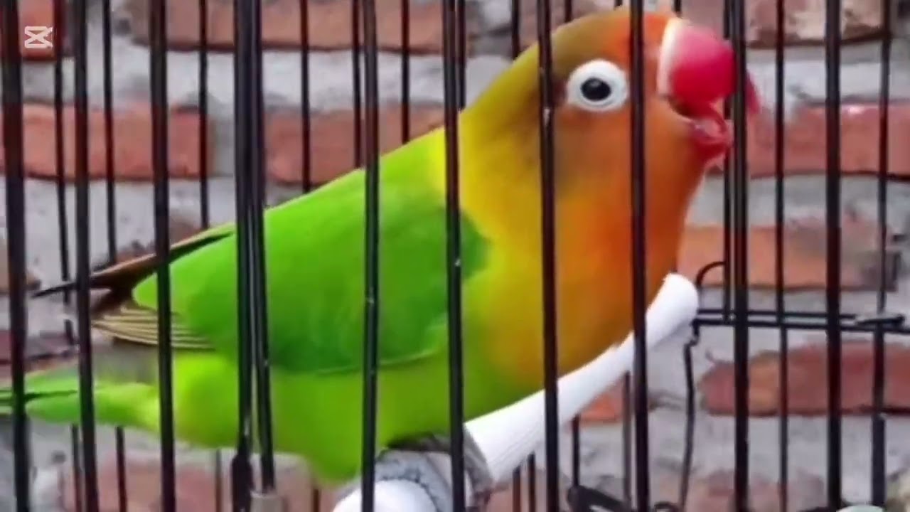 Lovebird ngekek panjang dengan variasi isian terbaik dan tembakan mewah 20 November 2025