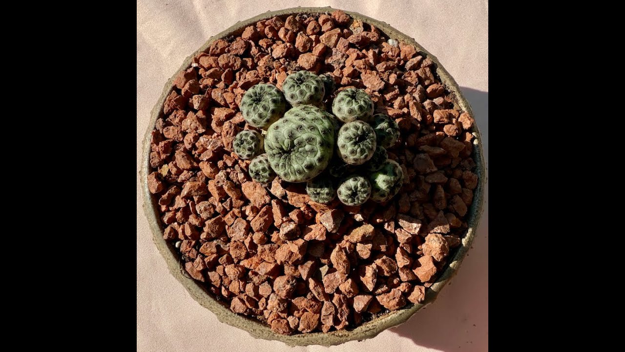 Редкий миниатюрный кактус 🌵 Rebutia rauschii - Эпизод 218