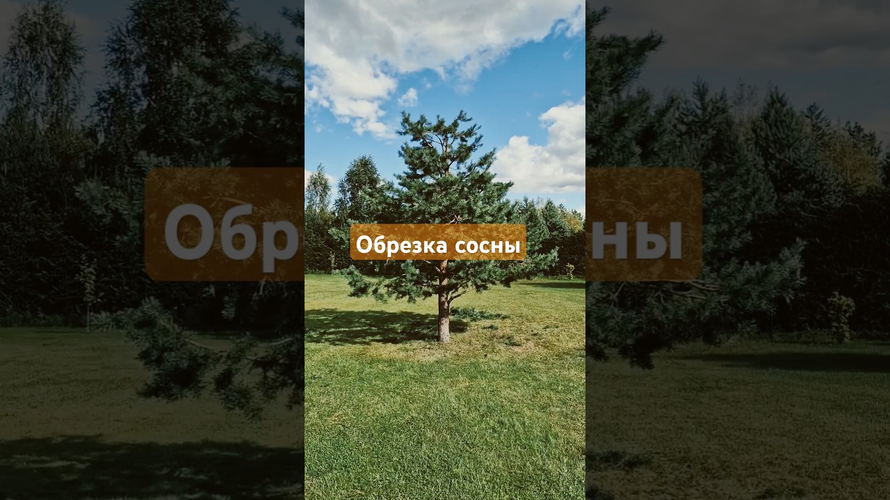 декоративная, сдерживающая рост сосны обрезка в японском стиле. формирование. август 2025 Таллинн