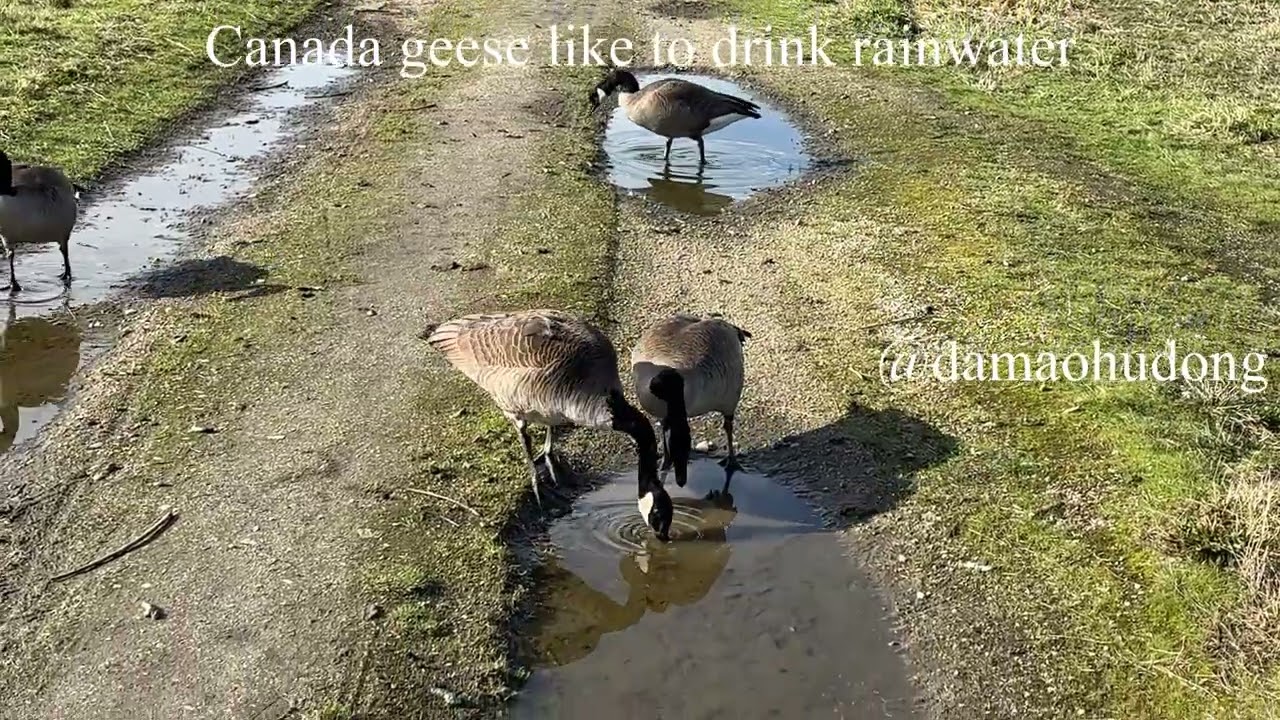 Canada geese like to drink rainwater