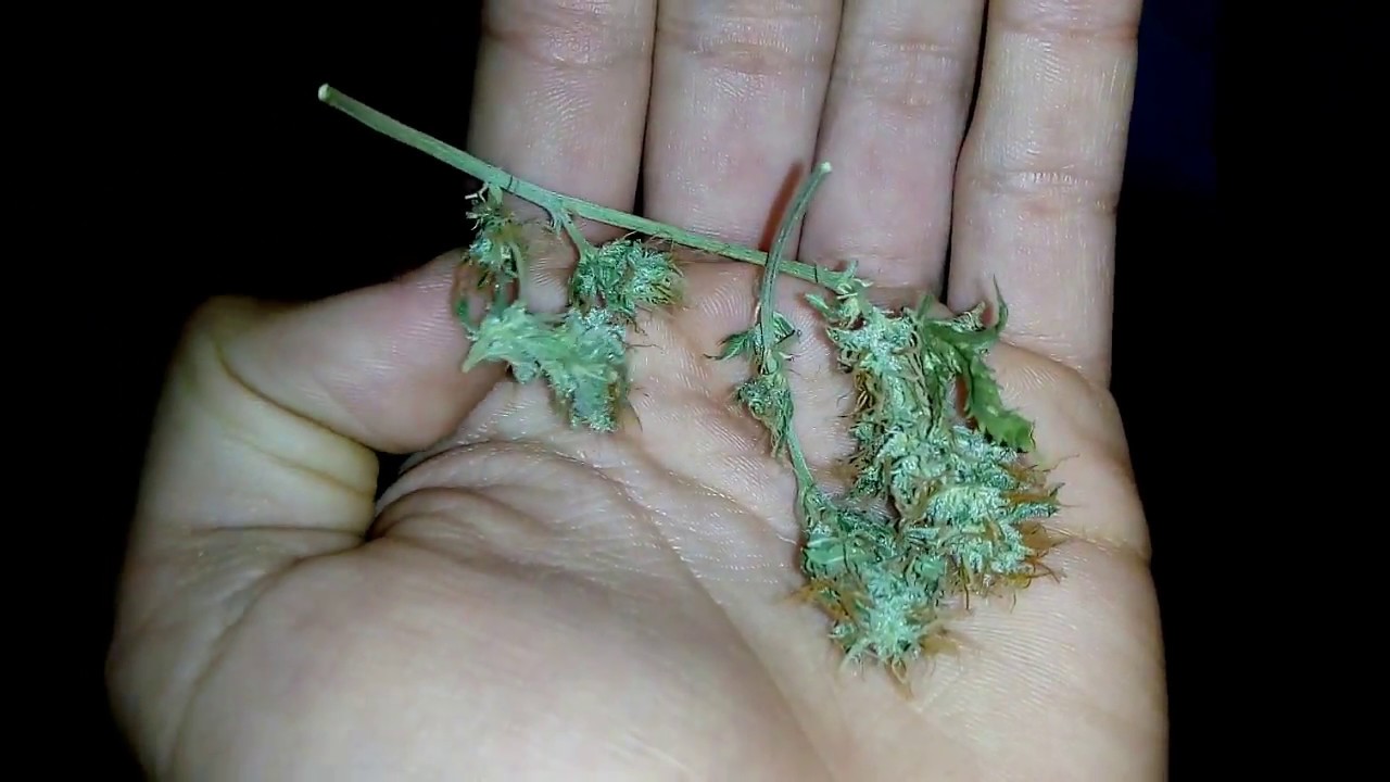Como Secar El Cannabis Con Microondas, La Forma Mas Rapida De Secar. (2018)