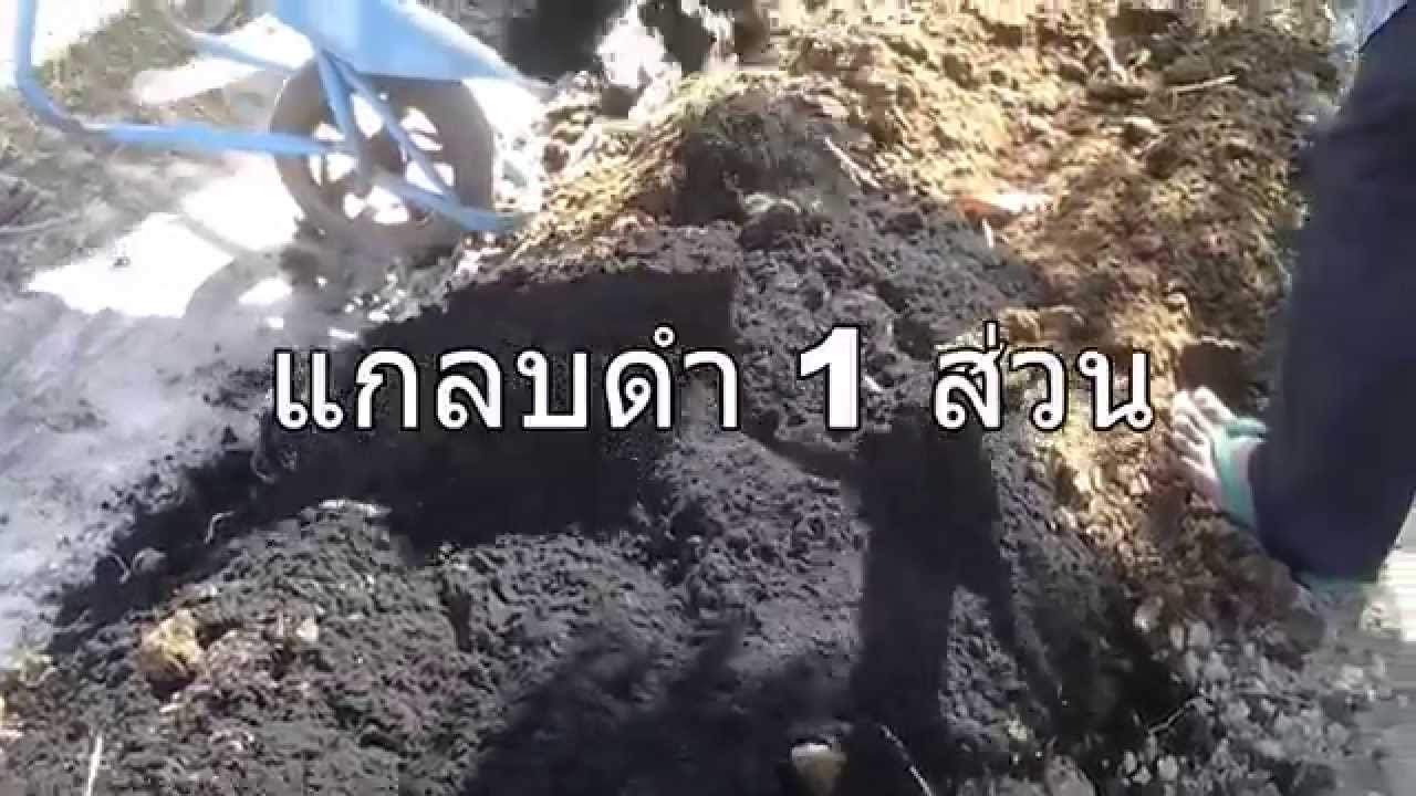 การปลูกมะนาวในวงบ่อซีเมนต์แบบรองฝาและลงดิน ตอน1/3