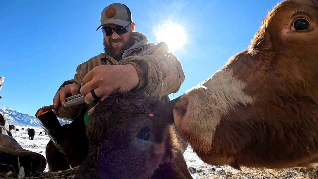 Spend A Morning With Me During Calving Season!