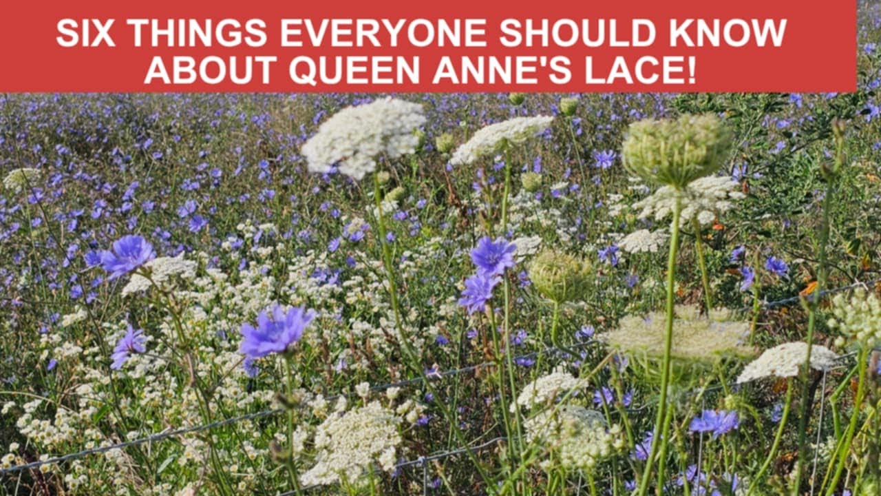 Queen Anne's Lace: Legends, Science and Ecology!