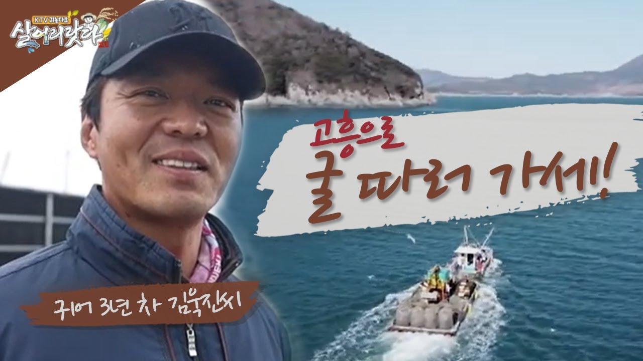 (전남 고흥) 개체굴(크기가 엄청 큰 굴) 키우는 귀어인, 고흥으로 굴 따러 가세! ktv, korea tv, bts, oyster (시즌3)