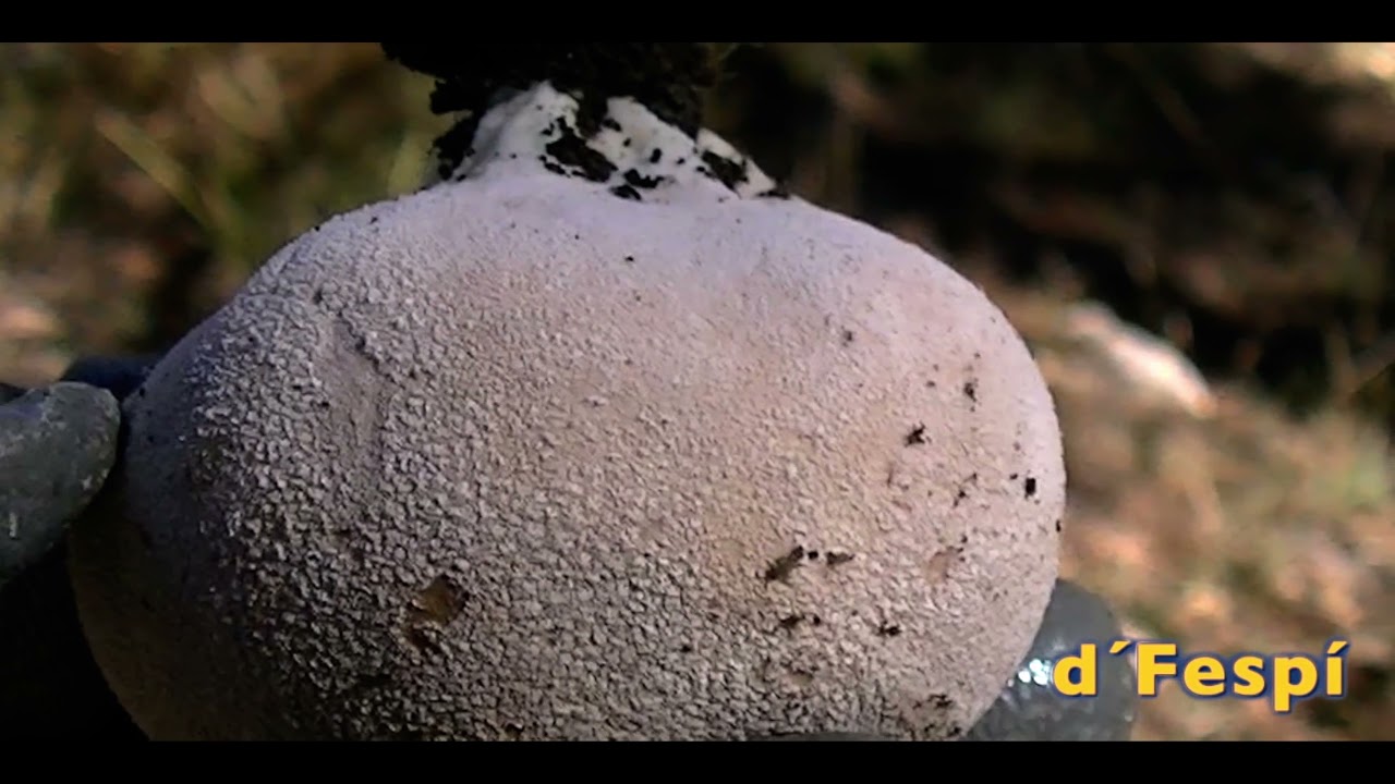 LYCOPERDON MOLLE - Pers. (1801)  Bejines - Cuescos de lobo-  (Maduro)
