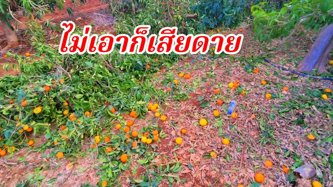 เป็นตาเสียดายคักตัดทิ้งหมดไม่เอาก็เสียดาย