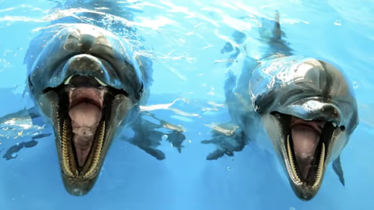 Mind Blowing Facts About Dolphins