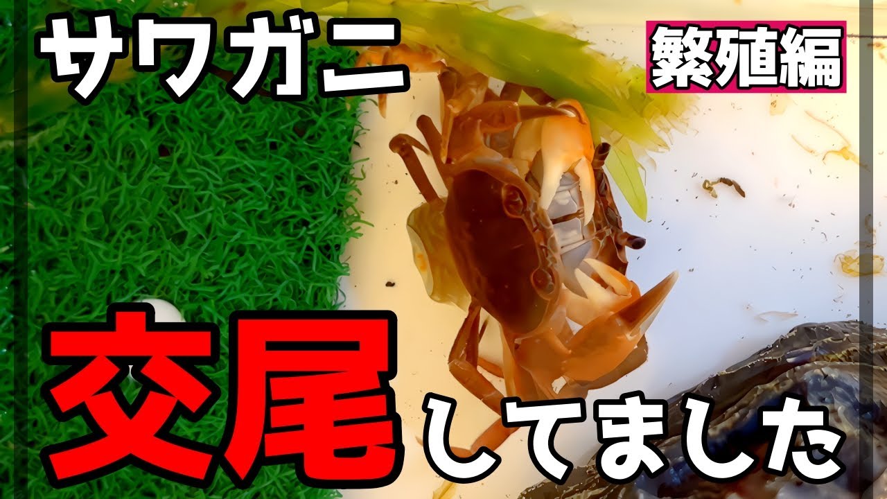 【サワガ二飼育】サワガニの繁殖に挑戦したい人向け Crayfish Breeding #サワガニ #カニ #crabs