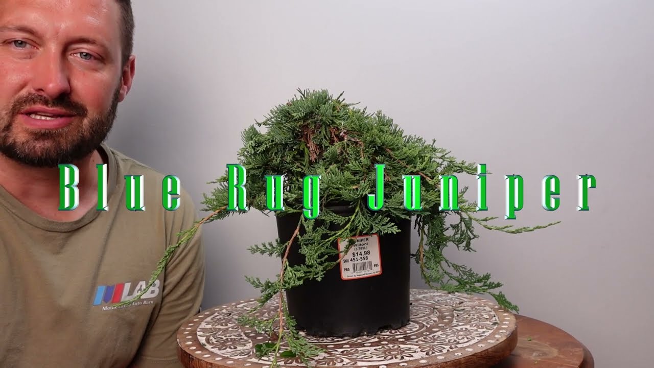 Blue Rug Juniper Bonsai, very abnormal look!