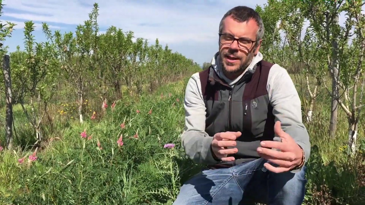Can Font [parte 2/7] - cultivo ecológico de almendra en intensivo