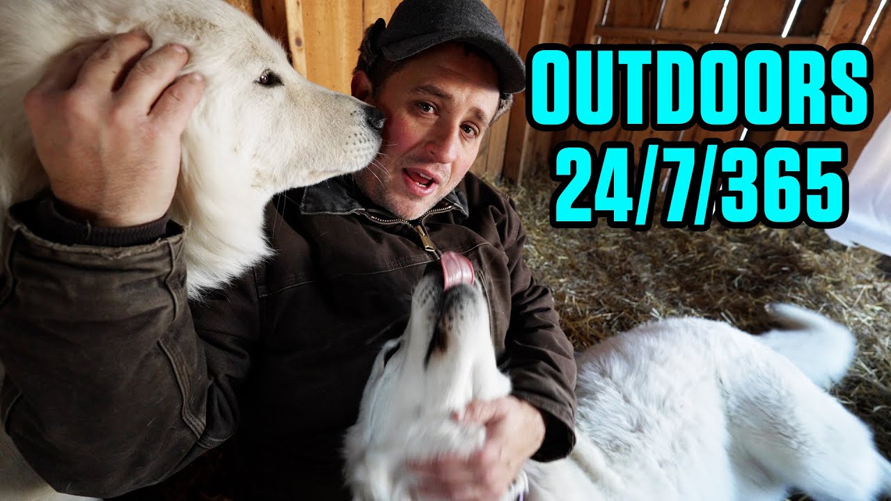 Farm Dogs that Live in Extreme Cold