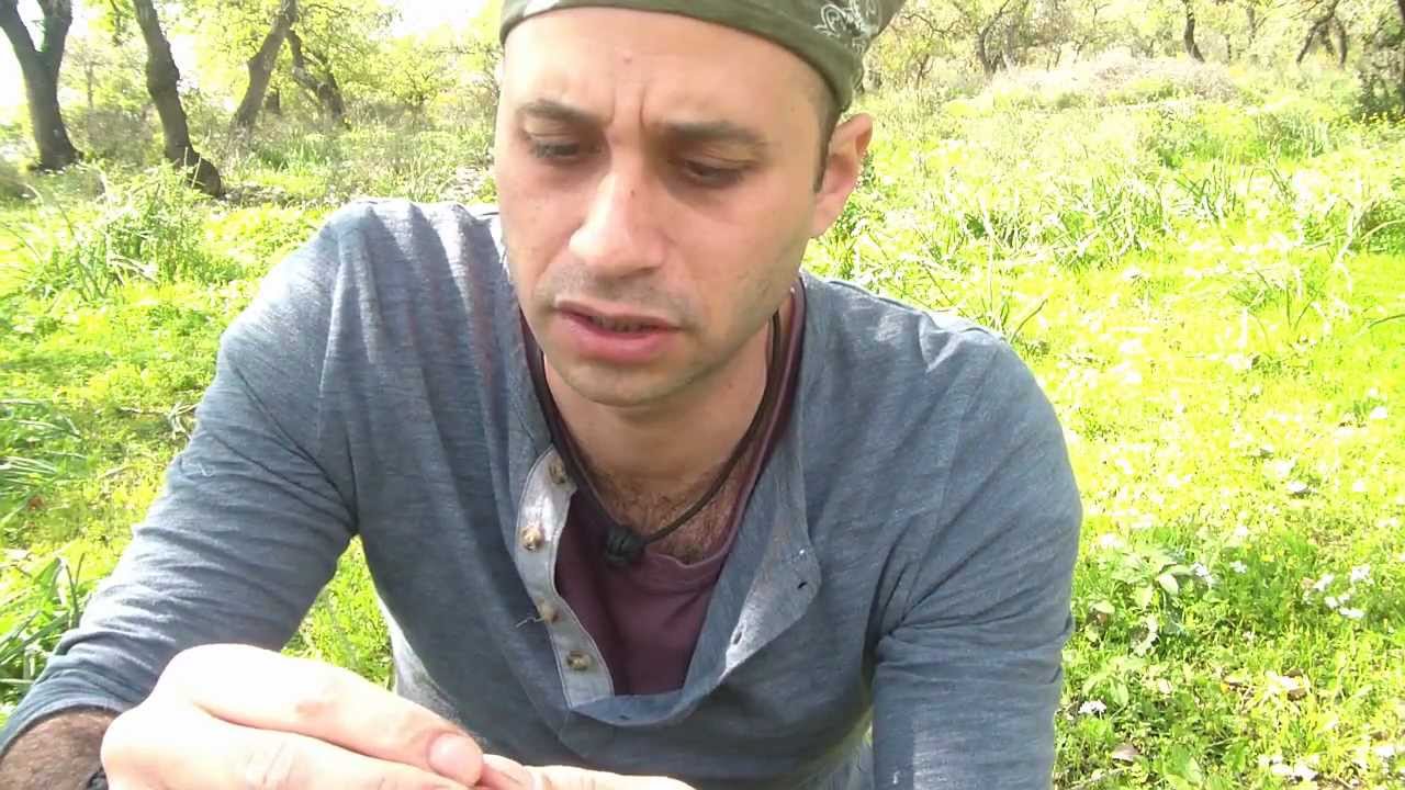 צמחי בר לליקוט ומאכל