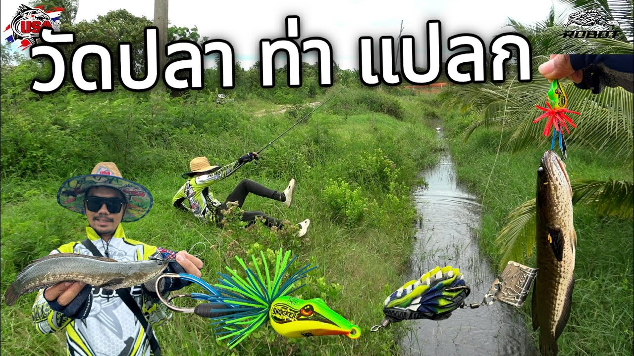 ตกปลาช่อน หมายธรรมชาติ ด้วยกบยางโรบอทกับหยดน้ำช็อคเกอร์