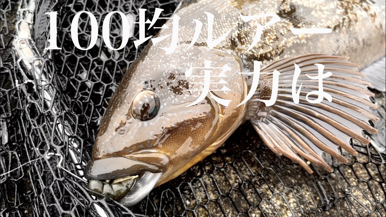 【ダイソー】１００円ショップルアーの実力は～真冬のロックフィッシュ編～
