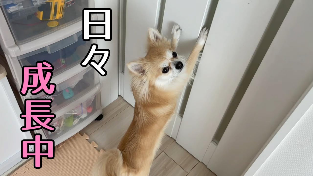 お散歩でまた一つ成長した子犬チワワ