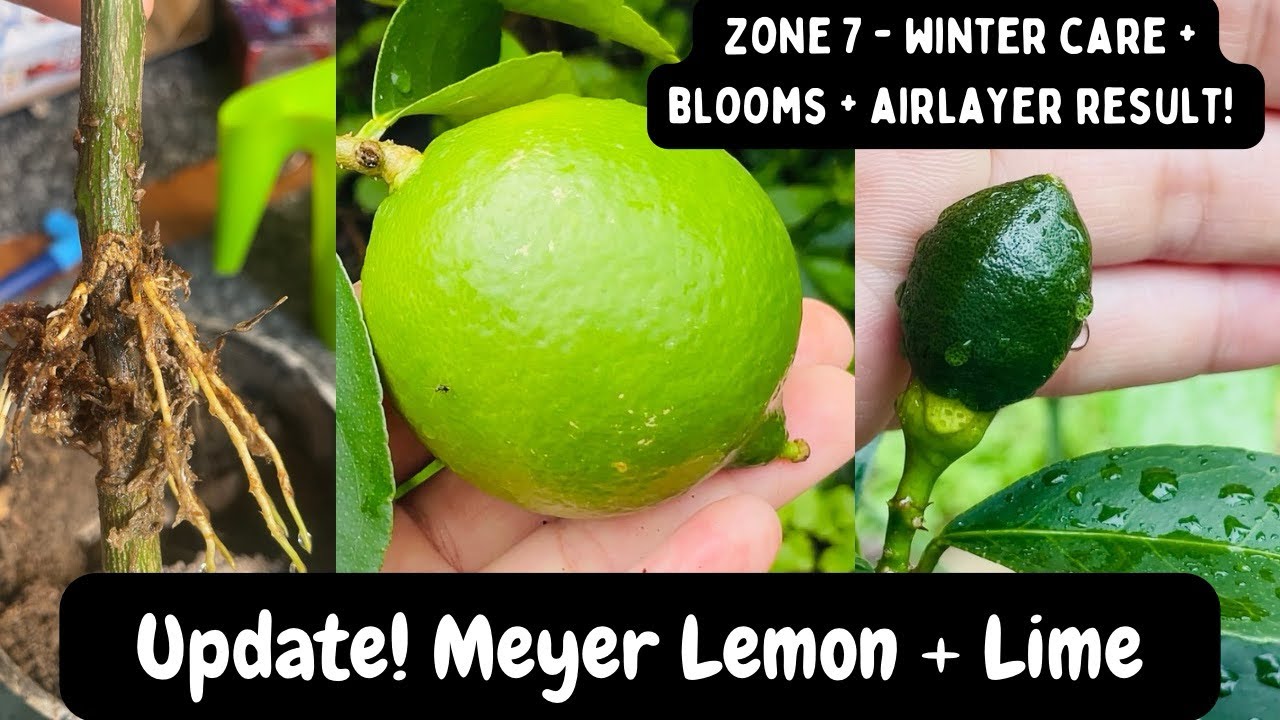 Meyer Lemon + Persian Lime fruiting after overwintering indoors + spring update  + airlayer result