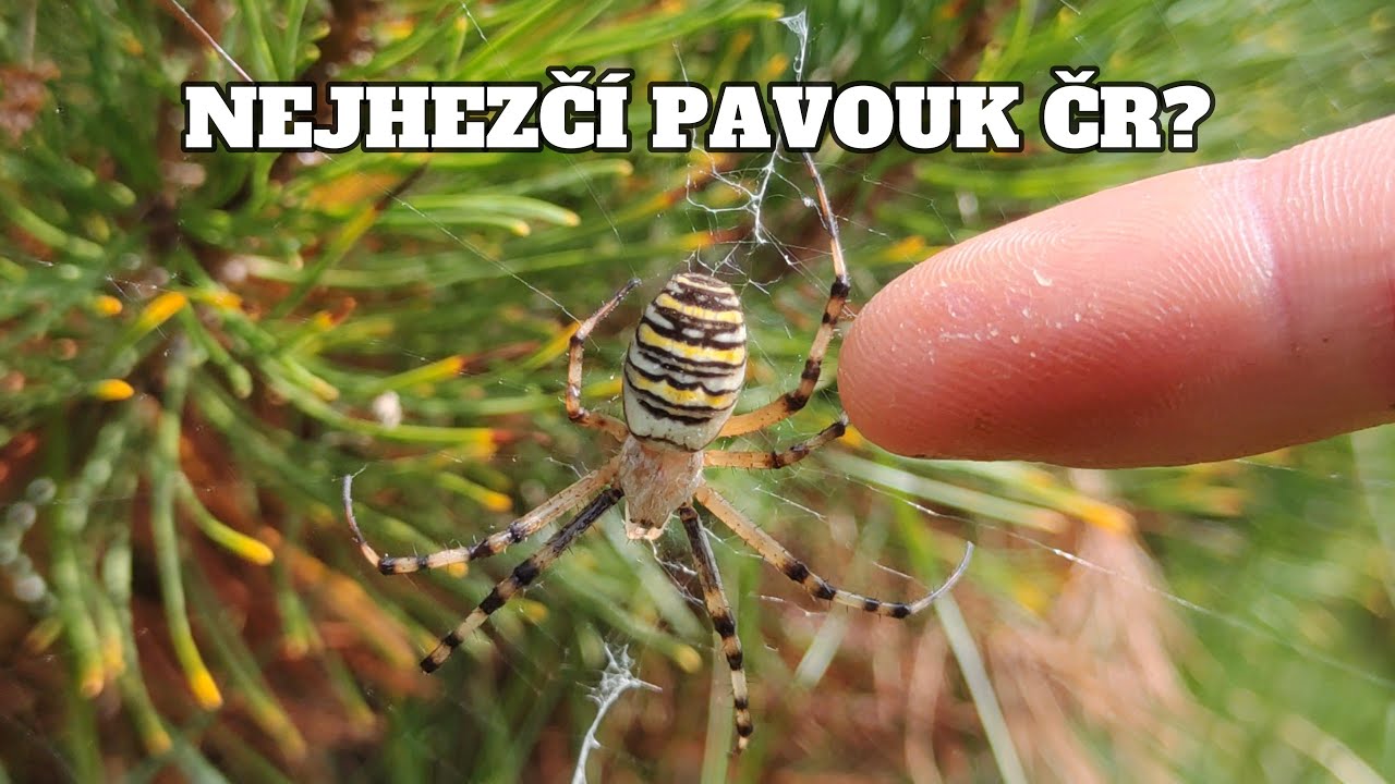PAVOUK KŘ&Iacute;ŽEN&Yacute; S VOSOU? JAK JE JEDOVAT&Yacute;?