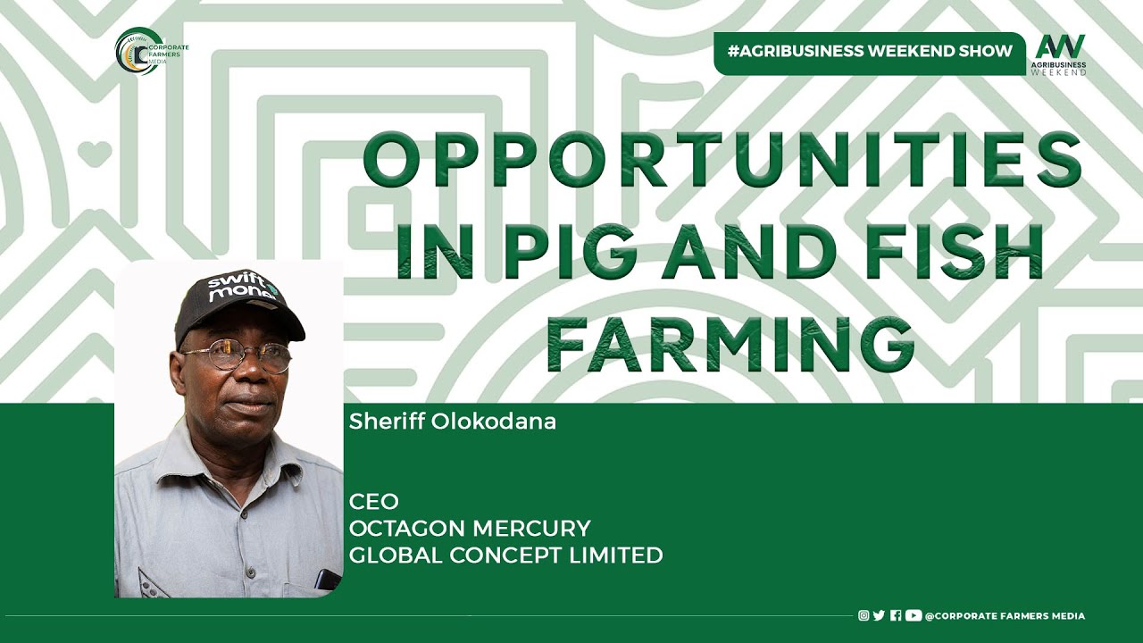 OPPORTUNITIES IN PIG AND FISH FARMING | Sheriff Olokodana