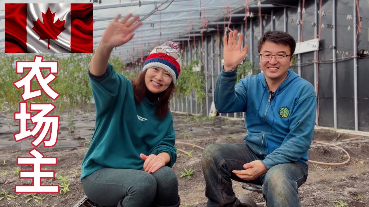 【加拿大华人故事】华人农场主就是聪明，利用比特币挖矿机加热大棚，寒冬腊月居然收获了番茄！而且当农民居然不用交GST!