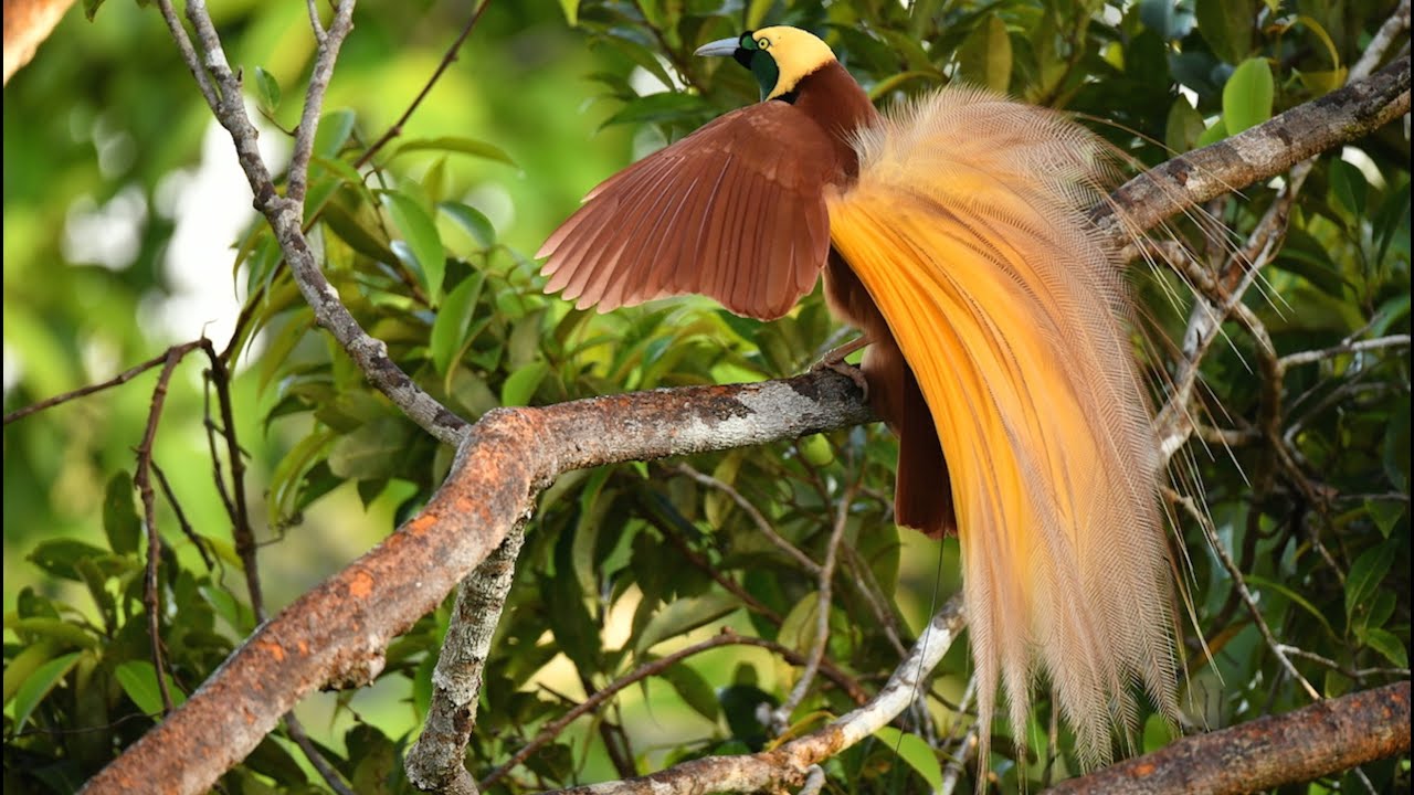 A morning with the Greater Bird-of-Paradise