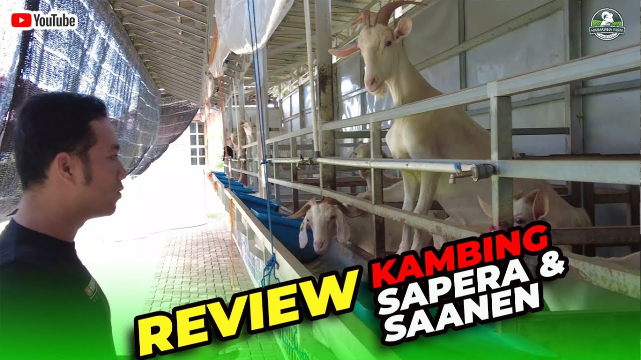REVIEW KAMBING SAPERA & SAANEN