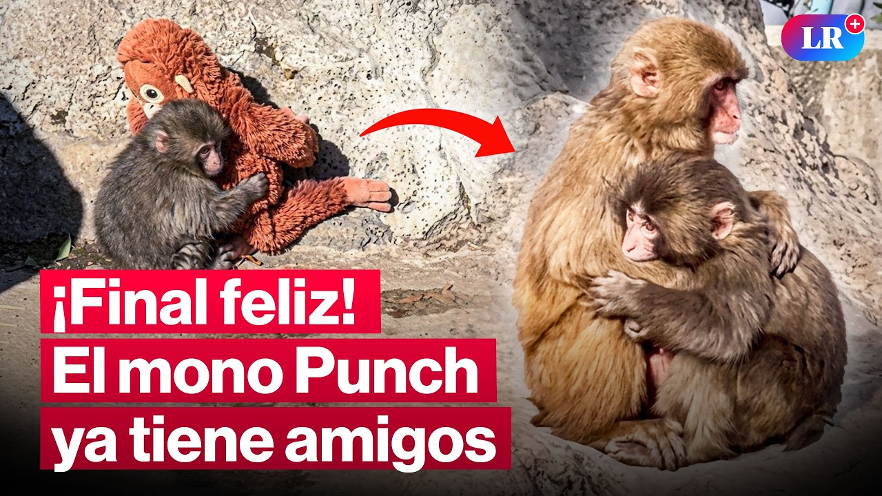 ¡Por fin lo aceptaron! Mono Punch ya tiene amigos en su manada #LR