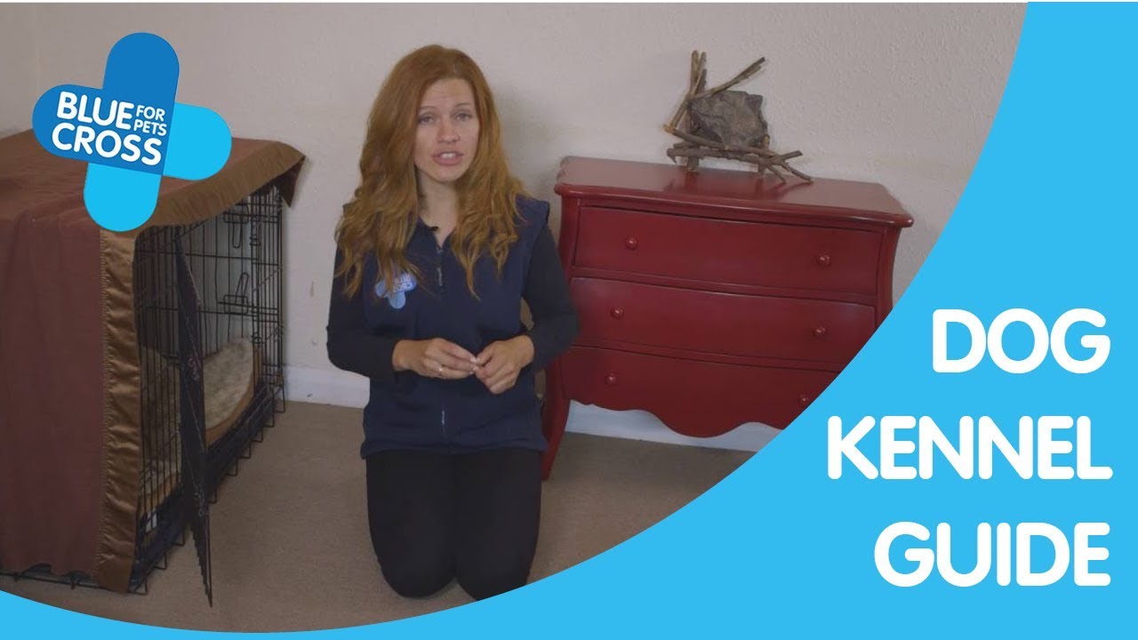Dog Kennel Tips | Blue Cross Pet Advice
