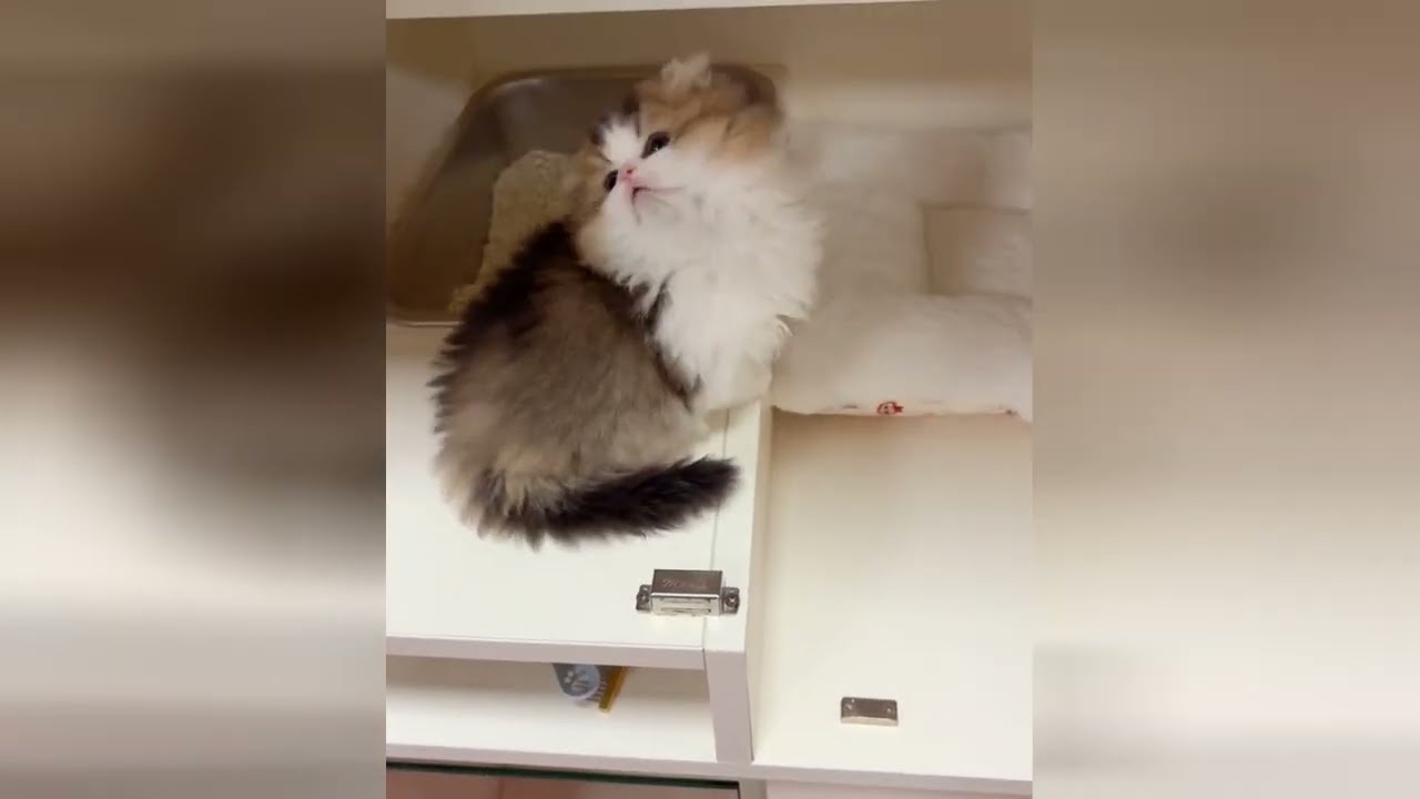 The best way to relax is watching a kitten explore