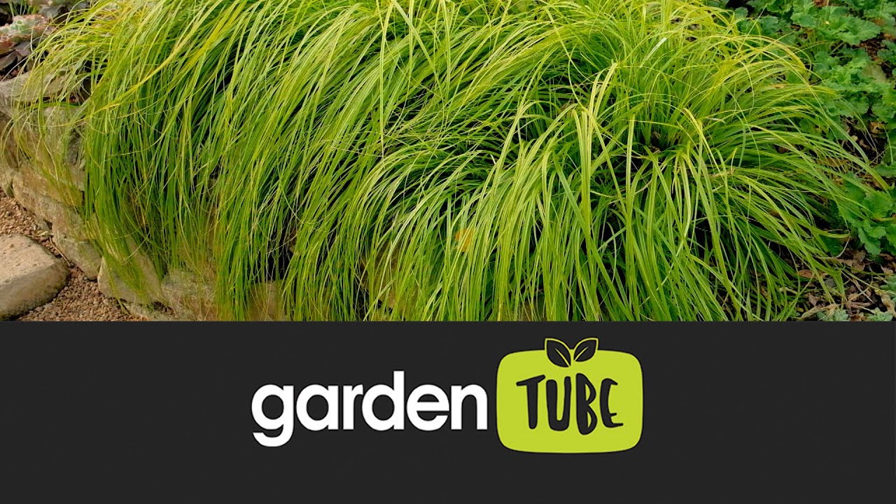 All about the enduring Carex 'Everillo'