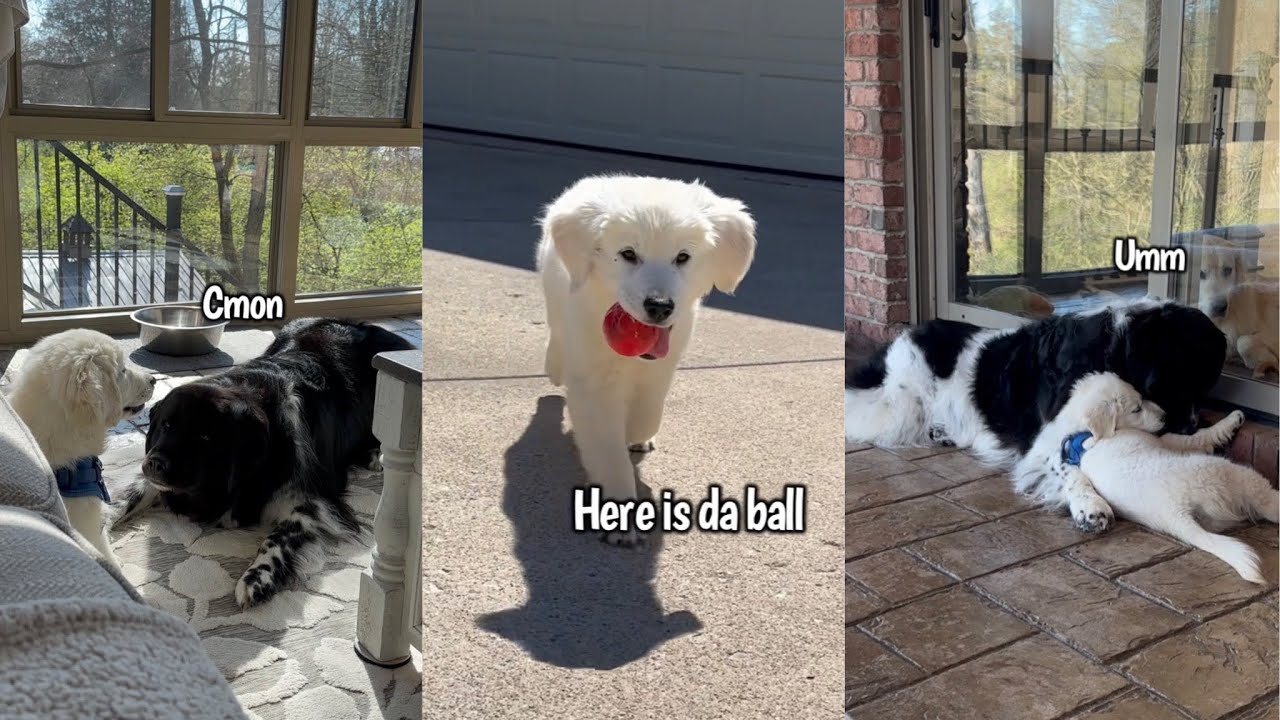 Golden Retriever Puppy Loves His Siblings