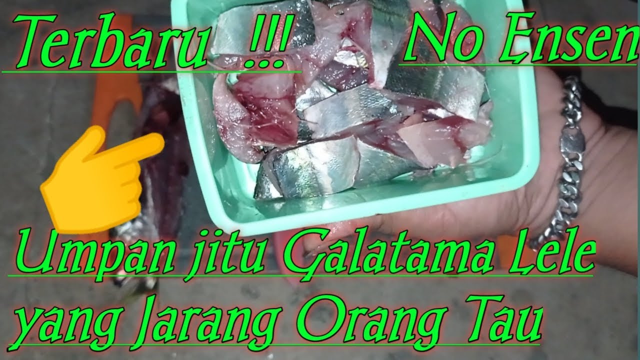 Terbaru Umpan Jitu Galatama Lele Yang Jarang Org Tau !  Langsung Tes Di Lokasi & Hasilnya Mantap bro
