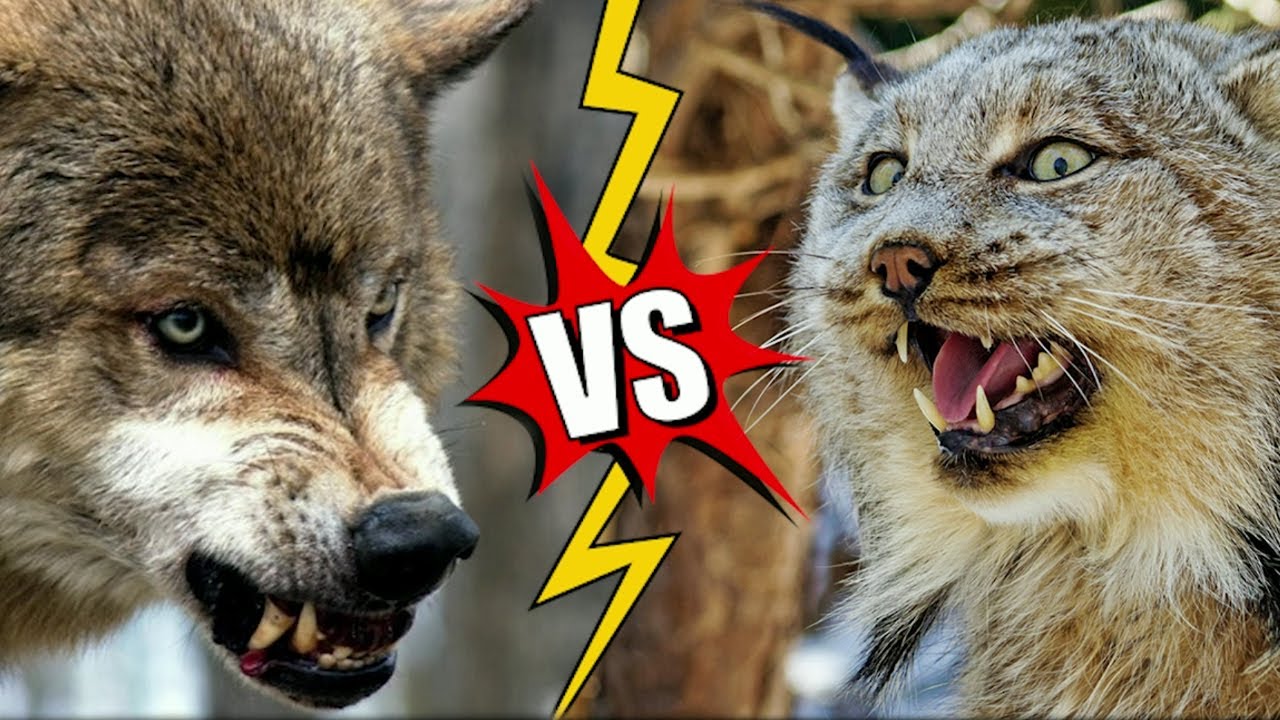Serigala vs Lynx | Perbandingan yang Tidak Seimbang?