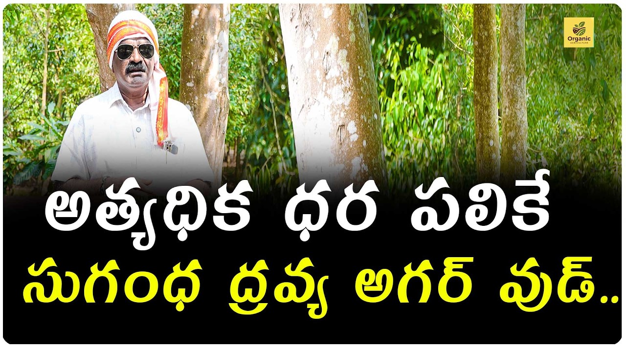 దేవతల చెట్టు గా పిలవబడుతూ..సుగంధ ద్రవ్యాల చెట్టుగా పిలవబడే అగర్ వుడ్