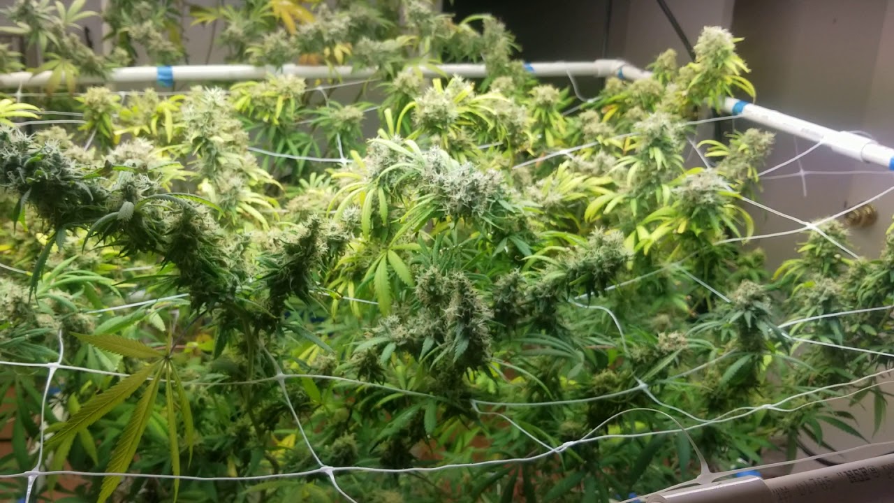Golden Pineapple by OMD