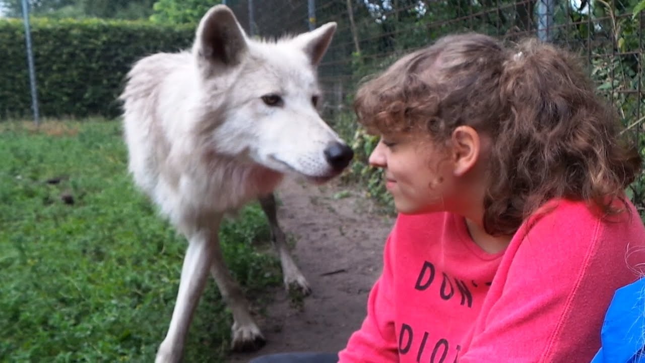 Close Meeting with Wild Polar Wolves in the Netherlands - Park Oikos